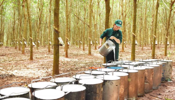 VIETNAM BECOMES THE BIGGEST RUBBER SUPPLIER TO INDIA